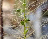 Setaria liebmannii