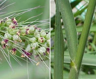 Setaria macrostachya