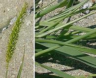 Setaria viridis