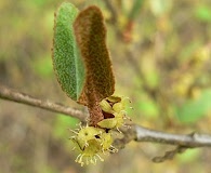 Shepherdia canadensis