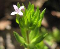 Sherardia arvensis