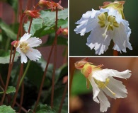 Shortia galacifolia