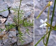 Sibara deserti