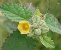 Sida cordifolia