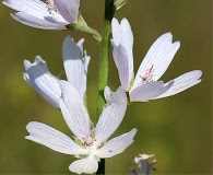 Sidalcea campestris