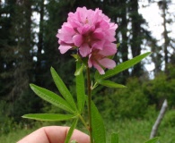 Sidalcea cusickii