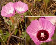 Sidalcea diploscypha