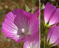 Sidalcea hartwegii