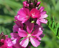 Sidalcea hendersonii