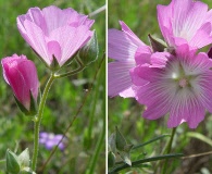 Sidalcea hirsuta