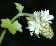 Sidalcea malachroides