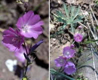 Sidalcea multifida