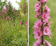 Sidalcea nelsoniana