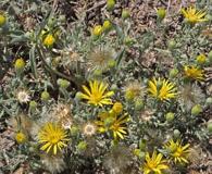 Sideranthus gracilis