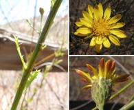 Sideranthus junceus