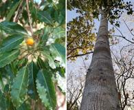 Sideroxylon foetidissimum