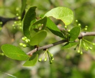 Sideroxylon reclinatum