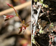 Sidotheca caryophylloides