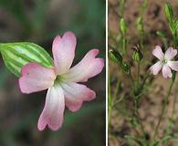 Silene antirrhina