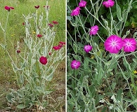 Silene coronaria