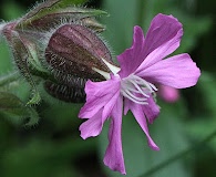 Silene dioica