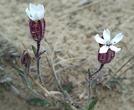 Silene involucrata