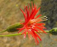 Silene laciniata