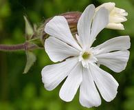 Silene latifolia