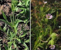 Silene multinervia