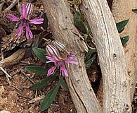 Silene petersonii