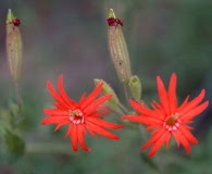 Silene rotundifolia