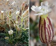 Silene sargentii