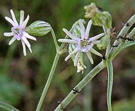 Silene scouleri