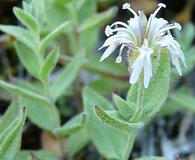 Silene seelyi