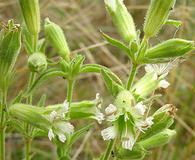 Silene spaldingii