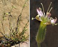 Silene verecunda