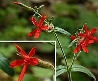 Silene virginica