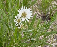 Silphium albiflorum