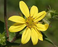 Silphium asteriscus