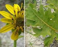 Silphium compositum