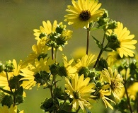 Silphium integrifolium