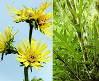 Silphium laciniatum