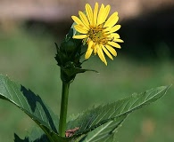 Silphium perfoliatum