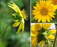 Silphium radula