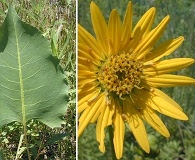 Silphium terebinthinaceum