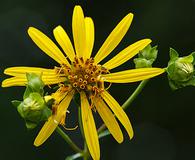 Silphium trifoliatum