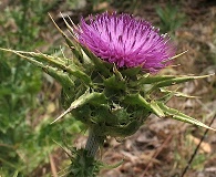 Silybum marianum