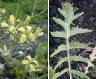 Sisymbrium altissimum