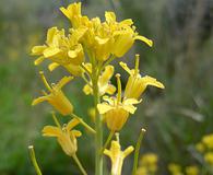 Sisymbrium linifolium