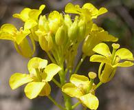 Sisymbrium loeselii